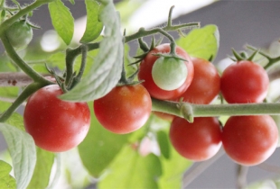 Mẹo rung cây giúp cà chua quả sai trĩu trịt