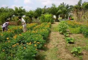 Đại gia Sài Gòn dạt về vùng ven săn đất làm nhà vườn